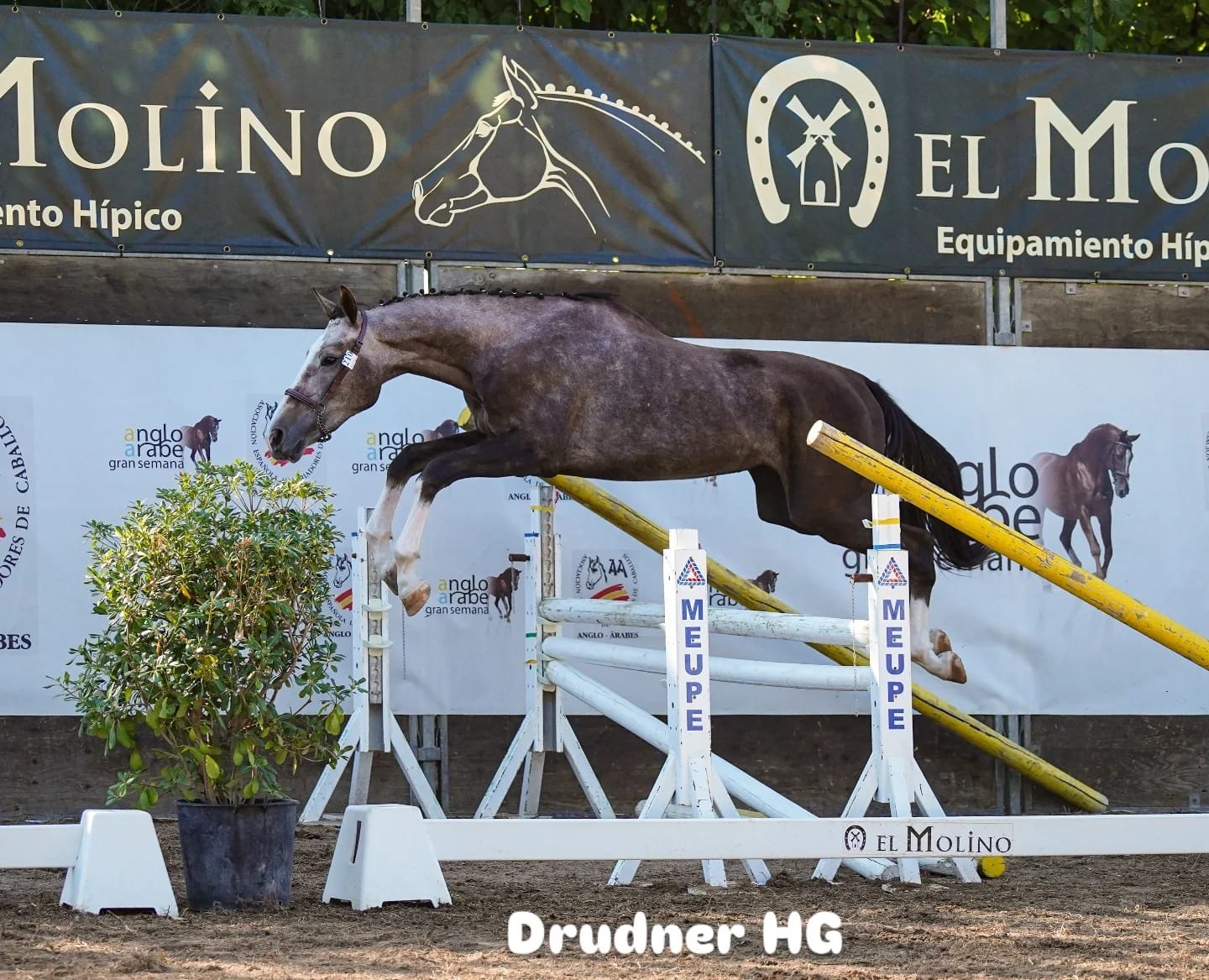 horse